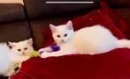 🐾 4 Betoverende Raszuivere Brits Korthaar Kittens! 🐾, Dieren en Toebehoren, Katten en Kittens | Raskatten | Korthaar, Meerdere dieren