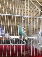 Te koop jonge grasparkieten mannen, Dieren en Toebehoren, Vogels | Parkieten en Papegaaien, Mannelijk, Parkiet