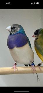 Mooie gouldamadine man zwartkop paarsborst blauw, Dieren en Toebehoren, Mannelijk, Tropenvogel
