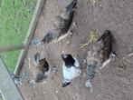 3 pauwen kuikens, Dieren en Toebehoren, Meerdere dieren, Overige soorten