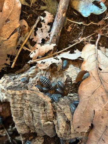 Armadilidium maculatum “zebra” isopod beschikbaar voor biedingen