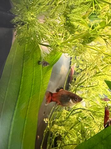 Jonge baby platy guppy’s!  🐟 beschikbaar voor biedingen