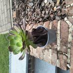 Jonge Aeonium arboreum plant, Ophalen of Verzenden, Halfschaduw, Minder dan 100 cm