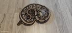 ball python 0.1 dinker mojave, Dieren en Toebehoren, Reptielen en Amfibieën, Slang, Tam, 0 tot 2 jaar