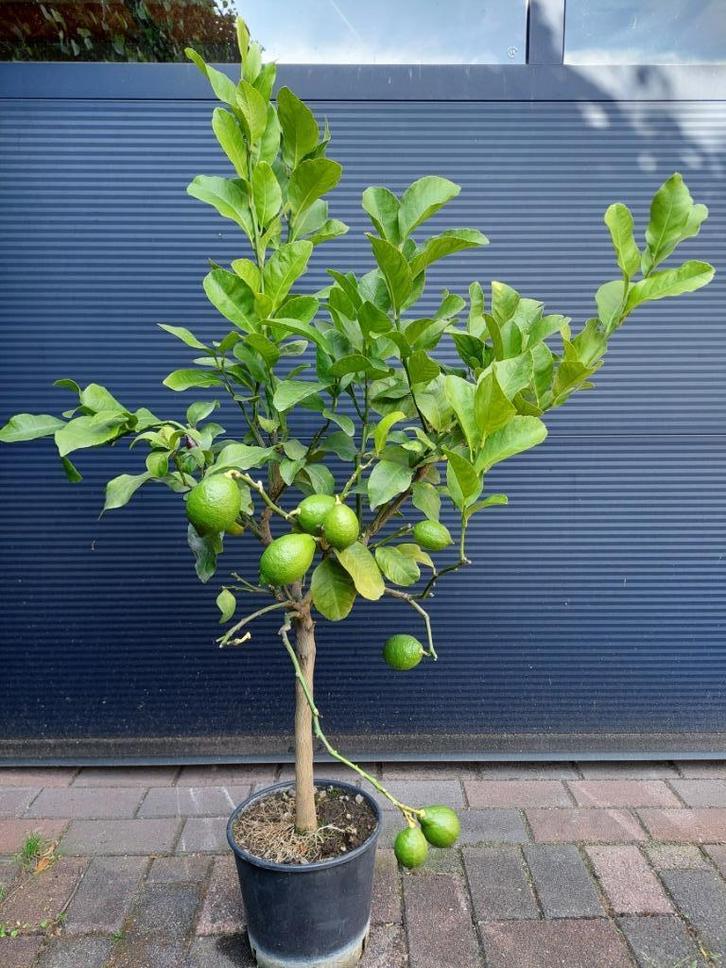 Citrus Lemon / Citrus Limon - Citroenboom H: 125 cm., Tuin en Terras, Planten | Fruitbomen, Citroenboom, 100 tot 250 cm, Volle zon
