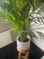 Goudpalm compleet met crème pot, nieuw, Ophalen, 100 tot 150 cm, Palm, Halfschaduw