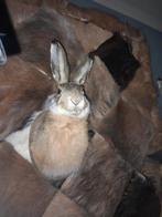 Taxidermie hazenkop, Ophalen of Verzenden