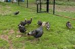 kalkoenen, Dieren en Toebehoren, Pluimvee, Mannelijk, Kalkoen