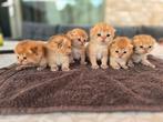Brits korthaar kittens golden shaded, Dieren en Toebehoren, Kater, Ontwormd