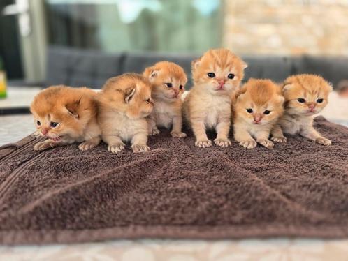 Brits korthaar kittens golden shaded, Dieren en Toebehoren, Katten en Kittens | Raskatten | Korthaar, Kater, Met stamboom, Ontwormd