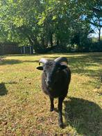 Ouessant ram lam, Dieren en Toebehoren, Schapen, Geiten en Varkens, Schaap