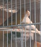 Koppel kanarie, Meerdere dieren, Kleurkanarie