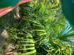 Trachycarpus fortunei, Winterharde Waaierpalm 7st tm 250 cm, 100 tot 250 cm, Zomer, Palmboom, Ophalen