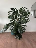 Grote Monstera Deliciosa met Keramiek Pot - 155cm, Huis en Inrichting, Kamerplanten, Ophalen, Overige soorten, Halfschaduw, In pot