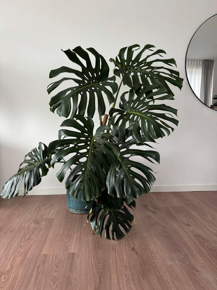 Grote Monstera Deliciosa met Keramiek Pot - 155cm, Huis en Inrichting, Kamerplanten, Overige soorten, 150 tot 200 cm, Groene kamerplant