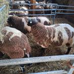 Bonte rammen van februari, Dieren en Toebehoren, Mannelijk, Schaap
