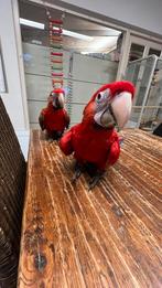 Süper Tamme Jong Ruby Ara 2025, Dieren en Toebehoren, Vogels | Parkieten en Papegaaien, Mannelijk, Papegaai, Pratend