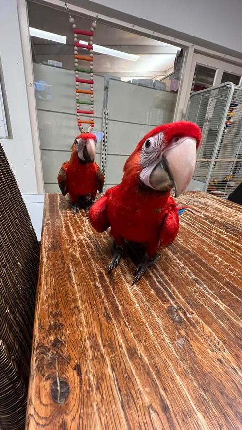 Süper Tamme Jong Ruby Ara 2025, Dieren en Toebehoren, Vogels | Parkieten en Papegaaien, Papegaai, Mannelijk, Pratend, Tam, Geringd