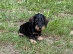 Te koop teckel pups Kaninchen ruwhaar, Kaninchen, 8 tot 15 weken, Teef, CDV (hondenziekte)