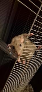 2 rex ratten dames 1 jaar oud., Dieren en Toebehoren, Knaagdieren, Rat, April, Vrouwelijk, Tam