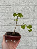 Bonsai Ginkgo Biloba - Japanse Notenboom, Tuin en Terras, Planten | Bomen, Minder dan 100 cm, Overige soorten, Ophalen of Verzenden