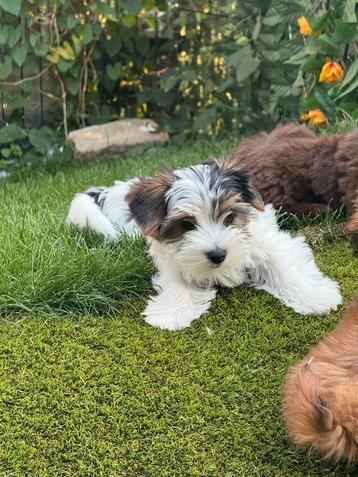 Bieweryork pupsjes beschikbaar voor biedingen