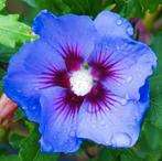 Hibiscus zaad zaden kleur paars blauw, Ophalen, Volle zon