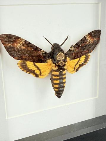 Doodshoofdvlinder in lijst - Wildernis Atelier beschikbaar voor biedingen