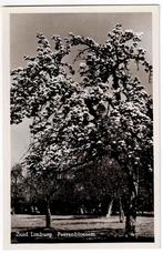 Zuid Limburg  Peerenbloesem, Verzenden, 1940 tot 1960, Ongelopen, Limburg