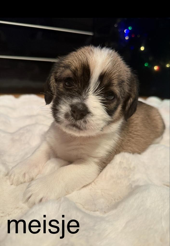 Pups, Dieren en Toebehoren, Honden | Niet-rashonden, Klein, Meerdere dieren, Particulier, Meerdere, Nederland, 8 tot 15 weken