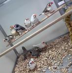 Zebravinken, Meerdere dieren, Tropenvogel
