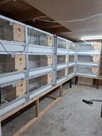 kweek kooien  alu en trespa, Dieren en Toebehoren, Ophalen, Zo goed als nieuw, Kunststof, Broedkooi of Kweekkooi