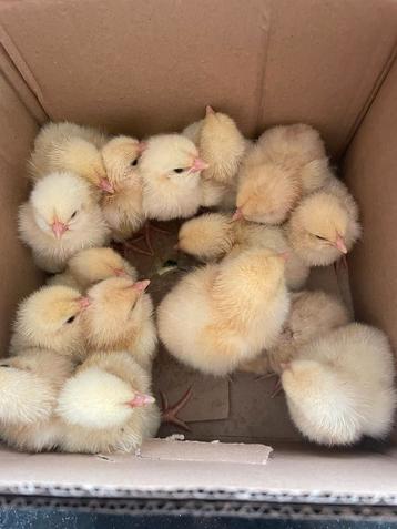 Haankuikens te koop beschikbaar voor biedingen