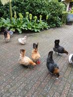 Te koop, Meerdere dieren, Kip