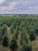 Taxus, Taxus, Ophalen, 100 tot 250 cm