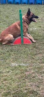 Mechelse herder reu afgerichte politiehond & bewakingshond, Rabiës (hondsdolheid), Meerdere, Meerdere dieren, 3 tot 5 jaar