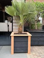 DOUGLAS BLOEMBAK MET VULCANO OP STAM, Ophalen, Nieuw, Hout, Tuin