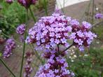 Verbena bonariensis Stijf ijzerhard vlinders en bijen € 1,25, Tuin en Terras, Bodembedekkers, Volle zon, Vaste plant, Ophalen of Verzenden
