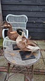 Mooie Koppel opgezette Eenden! TAXIDERMIE., Ophalen of Verzenden, Zo goed als nieuw, Opgezet dier