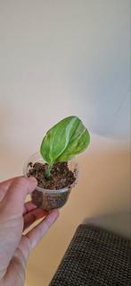 Scindapsus moonlight variegata, kleine stek, Ophalen, Halfschaduw, Minder dan 100 cm