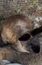 Voedster konijn, Dieren en Toebehoren, Konijnen, Vrouwelijk, Groot