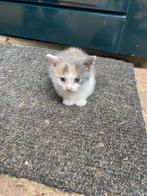 Nestje van 11 kittens, Dieren en Toebehoren, Katten en Kittens | Overige Katten, Geslacht onbekend, Kortharig, 0 tot 2 jaar