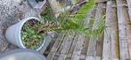 Phoenix canariensis 2de kans, Tuin en Terras, Planten | Bomen, Bloeit niet, 100 tot 250 cm, Palmboom, Ophalen