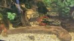 rode kreeften, Kreeft, Krab of Garnaal, Zoetwatervis