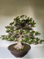 TOPSTUK Rhododendron indicum, Azalea vanaf 1500,-, Tuin en Terras, Planten | Bomen, Verzenden, Volle zon