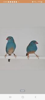 Gezocht: koppel blauwkop blauwfantje, Dieren en Toebehoren, Meerdere dieren, Tropenvogel