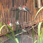 Roodkuifkardinaal 3 stuks EK, correct geringd, Dieren en Toebehoren, Meerdere dieren, Tropenvogel, Geringd
