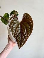 Anthurium Radicans, Ophalen of Verzenden, Overige soorten, Minder dan 100 cm