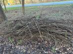 Knotwilg knotlinden takken, Ophalen, Halfschaduw, Overige soorten, 100 tot 250 cm