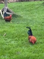 Chabo haantjes (krielkip), Dieren en Toebehoren, Pluimvee, Mannelijk, Kip